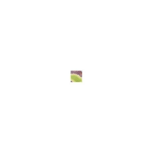Beania Lime Green Snake Print Leather Women Moda In Pelle Casual Trainers Beania Lime Green Snake Print Leather Women Moda In Pelle Casual Trainers
